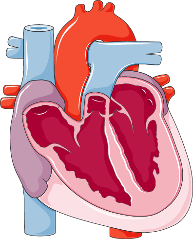 Human Heart Cutaway